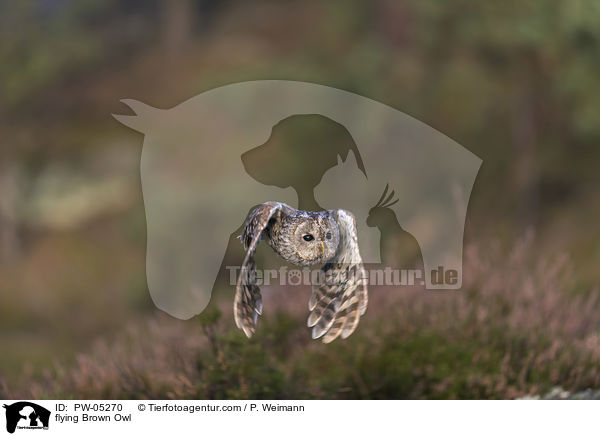 fliegender Waldkauz / flying Brown Owl / PW-05270