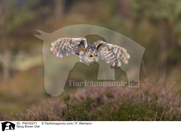 fliegender Waldkauz / flying Brown Owl / PW-05271