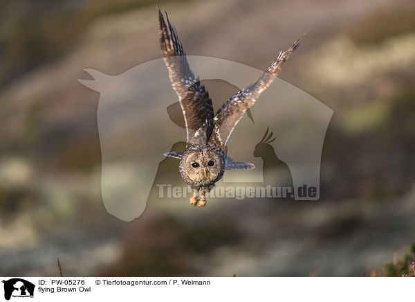 fliegender Waldkauz / flying Brown Owl / PW-05276