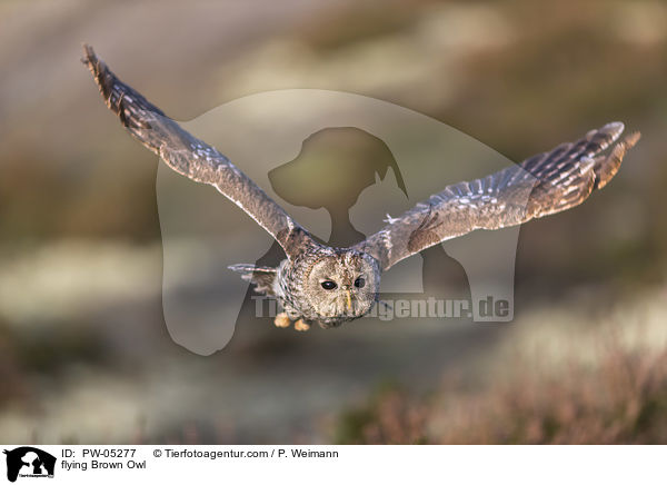 fliegender Waldkauz / flying Brown Owl / PW-05277