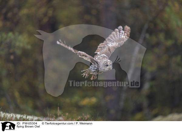 fliegender Waldkauz / flying Brown Owl / PW-05304