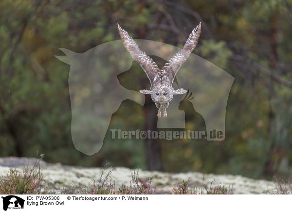 fliegender Waldkauz / flying Brown Owl / PW-05308