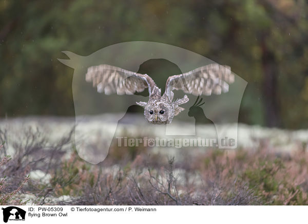 fliegender Waldkauz / flying Brown Owl / PW-05309