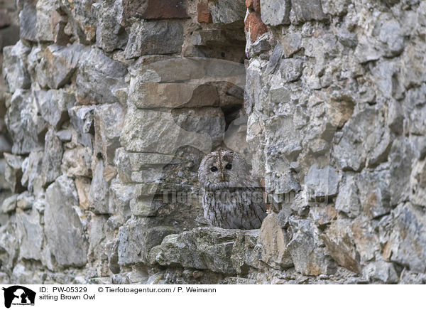 sitting Brown Owl / PW-05329