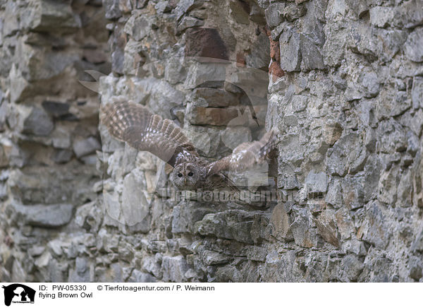 fliegender Waldkauz / flying Brown Owl / PW-05330