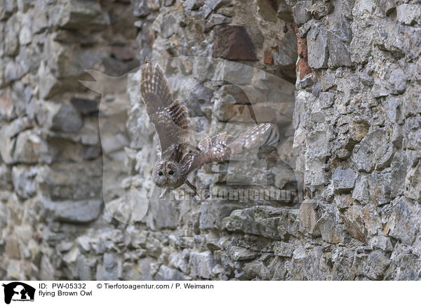 fliegender Waldkauz / flying Brown Owl / PW-05332