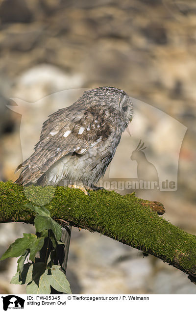 sitzender Waldkauz / sitting Brown Owl / PW-05345