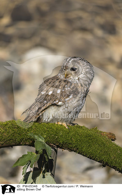 sitting Brown Owl / PW-05346