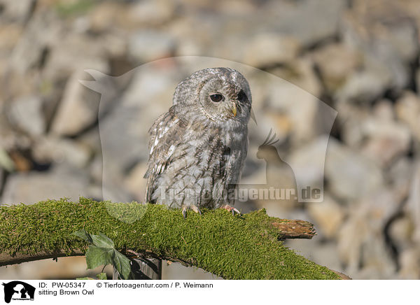 sitting Brown Owl / PW-05347