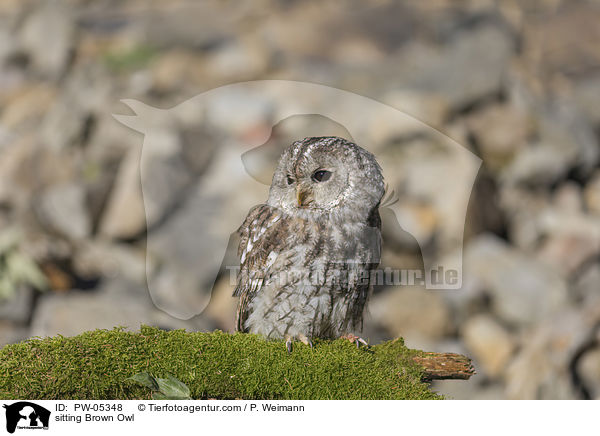 sitting Brown Owl / PW-05348