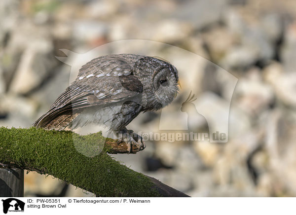 sitting Brown Owl / PW-05351