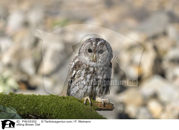 sitzender Waldkauz / sitting Brown Owl / PW-05352