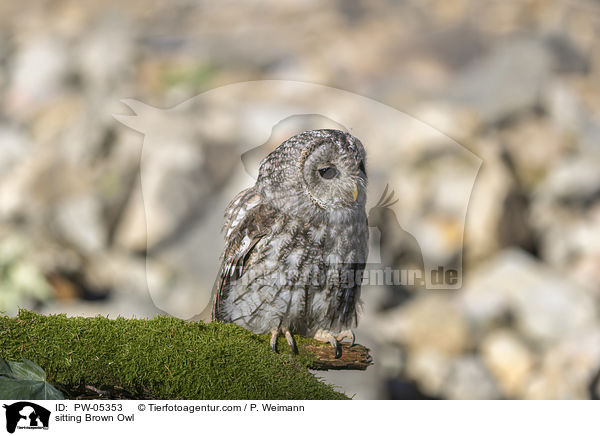 sitting Brown Owl / PW-05353
