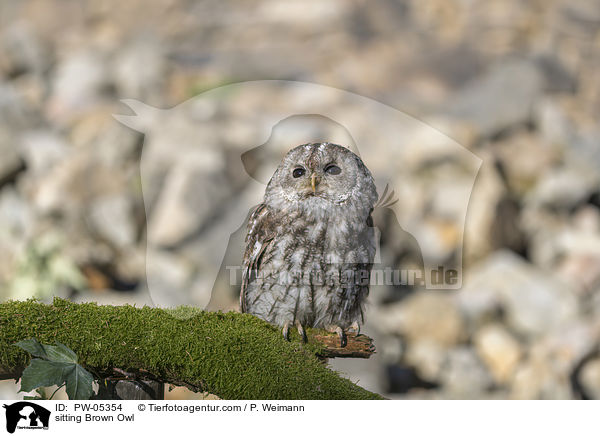sitzender Waldkauz / sitting Brown Owl / PW-05354