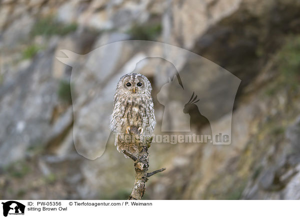 sitting Brown Owl / PW-05356