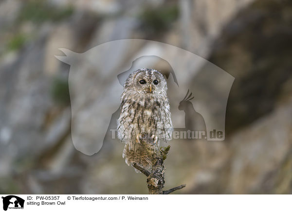 sitting Brown Owl / PW-05357