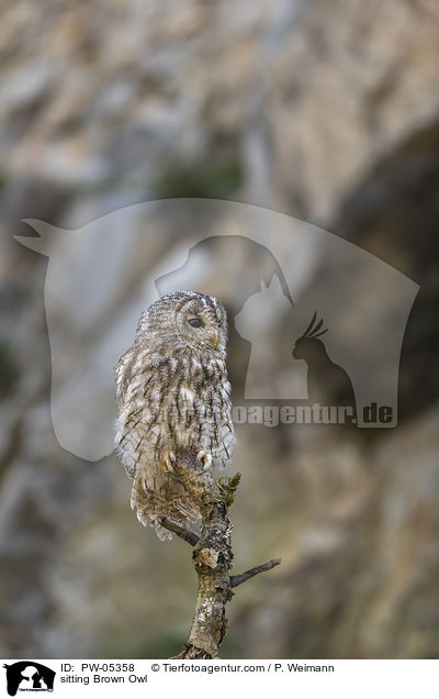 sitzender Waldkauz / sitting Brown Owl / PW-05358