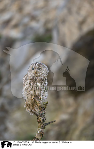 sitting Brown Owl / PW-05359