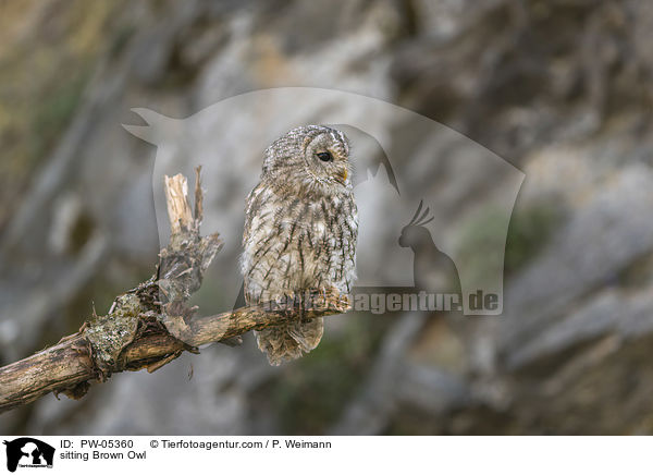 sitting Brown Owl / PW-05360