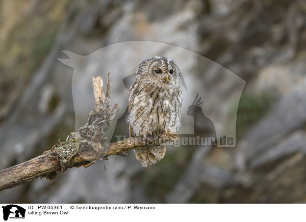 sitzender Waldkauz / sitting Brown Owl / PW-05361
