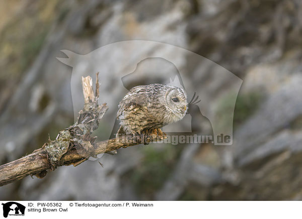 sitzender Waldkauz / sitting Brown Owl / PW-05362