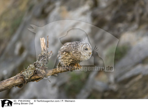 sitting Brown Owl / PW-05362