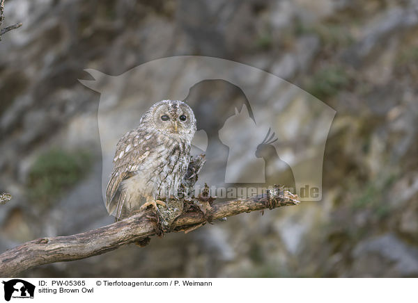 sitting Brown Owl / PW-05365
