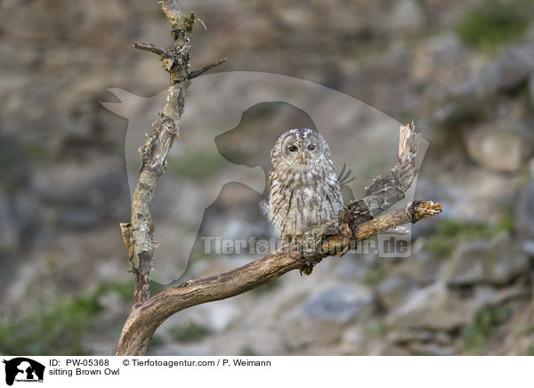 sitting Brown Owl / PW-05368