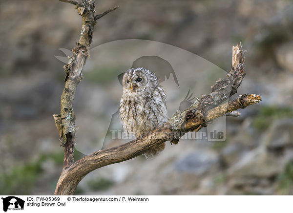 sitzender Waldkauz / sitting Brown Owl / PW-05369