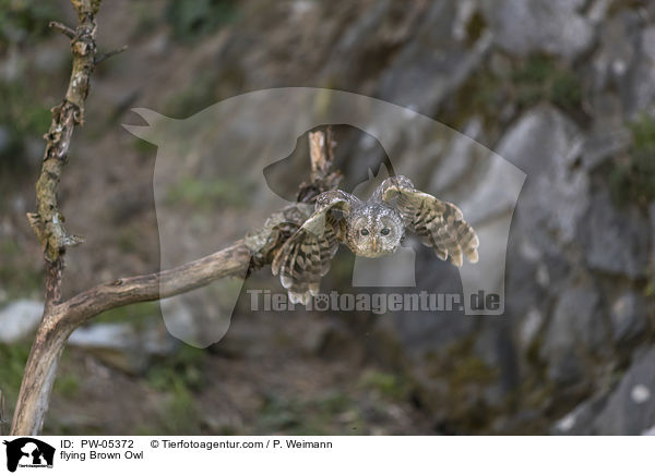 fliegender Waldkauz / flying Brown Owl / PW-05372