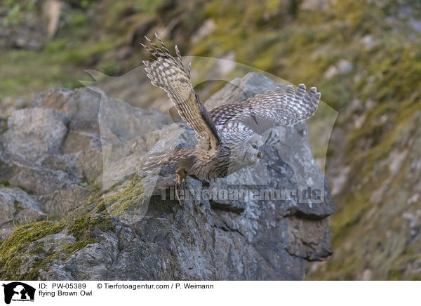 fliegender Waldkauz / flying Brown Owl / PW-05389