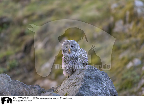 sitzender Waldkauz / sitting Brown Owl / PW-05391