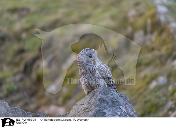 Ural Owl / PW-05395