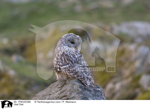 Ural Owl / PW-05396