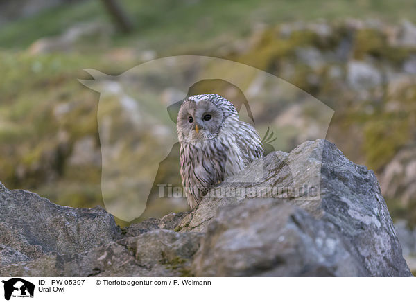 Ural Owl / PW-05397