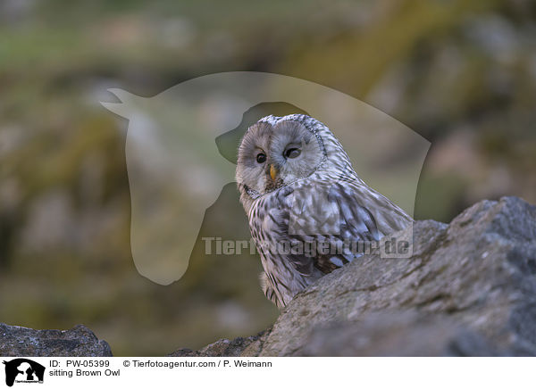 sitting Brown Owl / PW-05399