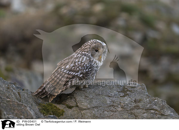 sitting Brown Owl / PW-05401