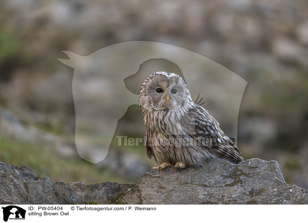 sitzender Waldkauz / sitting Brown Owl / PW-05404