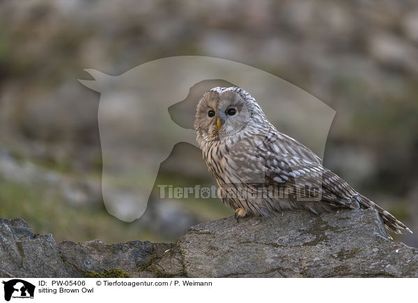 sitzender Waldkauz / sitting Brown Owl / PW-05406