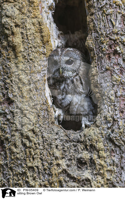 sitting Brown Owl / PW-05409