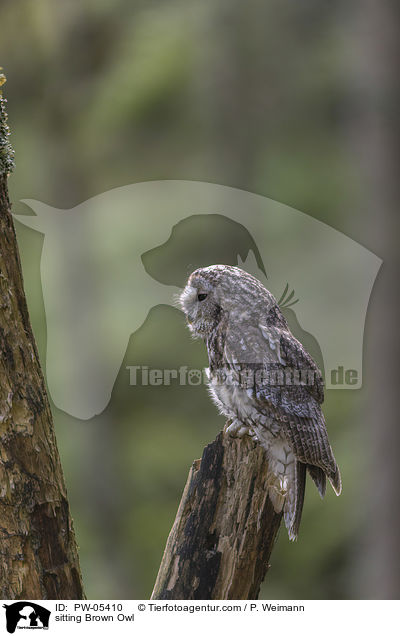 sitting Brown Owl / PW-05410