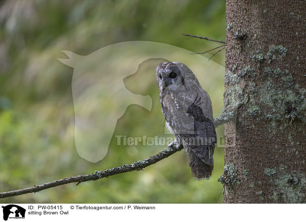 sitzender Waldkauz / sitting Brown Owl / PW-05415