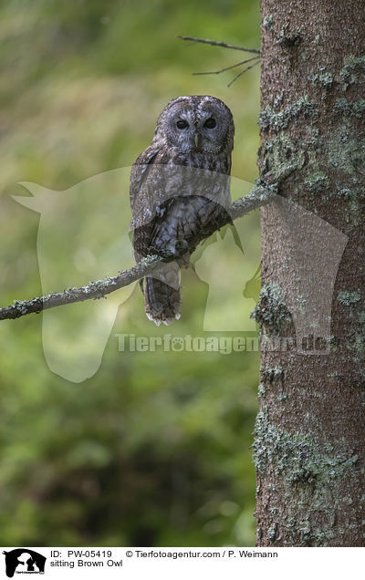 sitzender Waldkauz / sitting Brown Owl / PW-05419