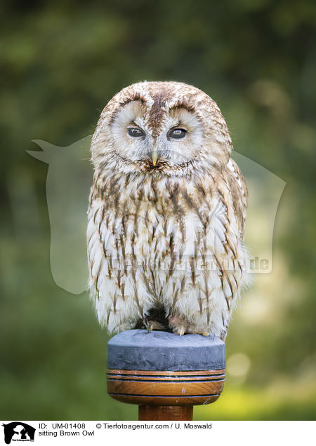 sitting Brown Owl / UM-01408