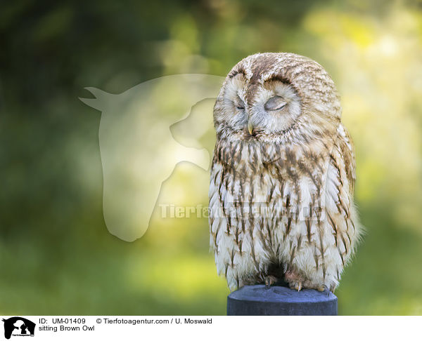 sitzender Waldkauz / sitting Brown Owl / UM-01409