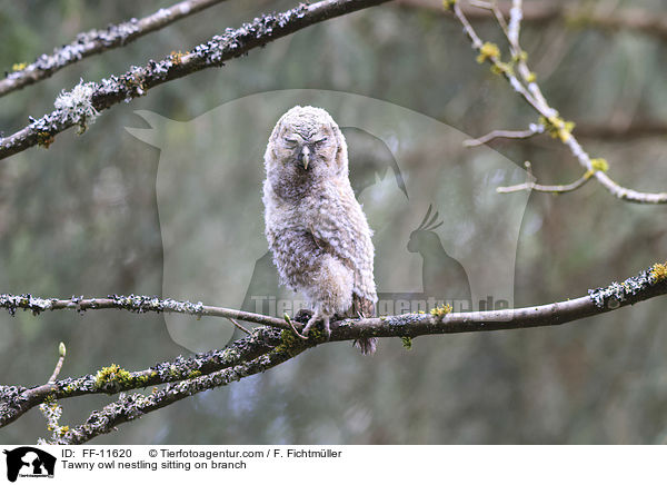 Tawny owl nestling sitting on branch / FF-11620