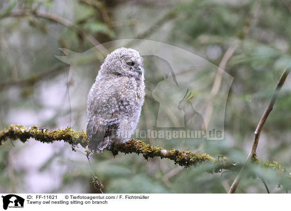 Tawny owl nestling sitting on branch / FF-11621