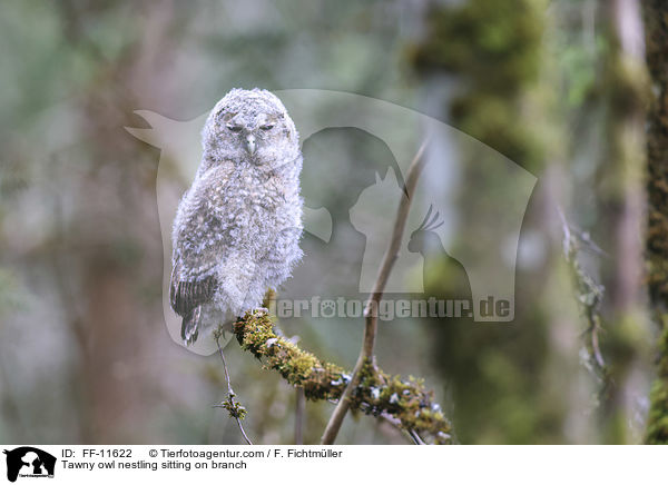 Tawny owl nestling sitting on branch / FF-11622