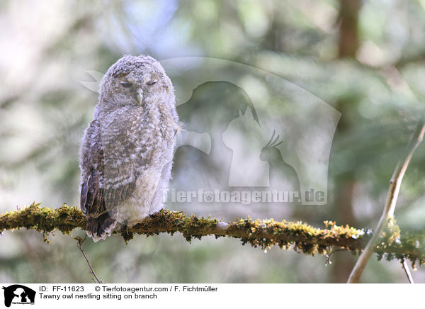 Tawny owl nestling sitting on branch / FF-11623