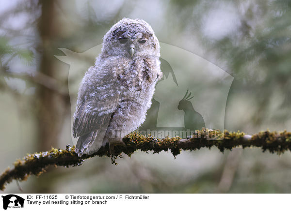 Waldkauz Nestling sitzt auf Ast / Tawny owl nestling sitting on branch / FF-11625